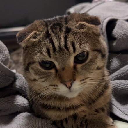 Arlo, a Tappy Paws tester