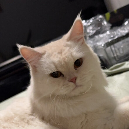 Cleo, a Tappy Paws tester