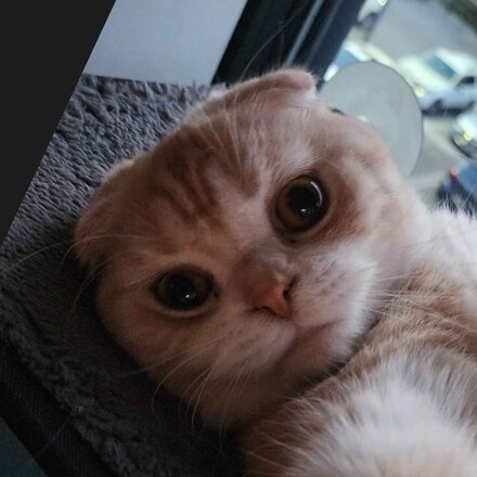Leo, a Tappy Paws tester
