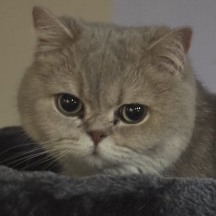 Pudding, a Tappy Paws tester